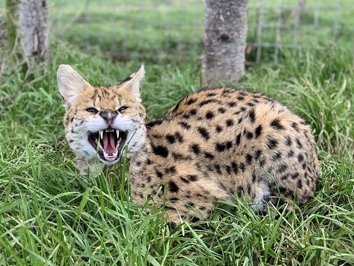 BC SPCA seizes 13 exotic serval cats found living in ‘horrific conditions’