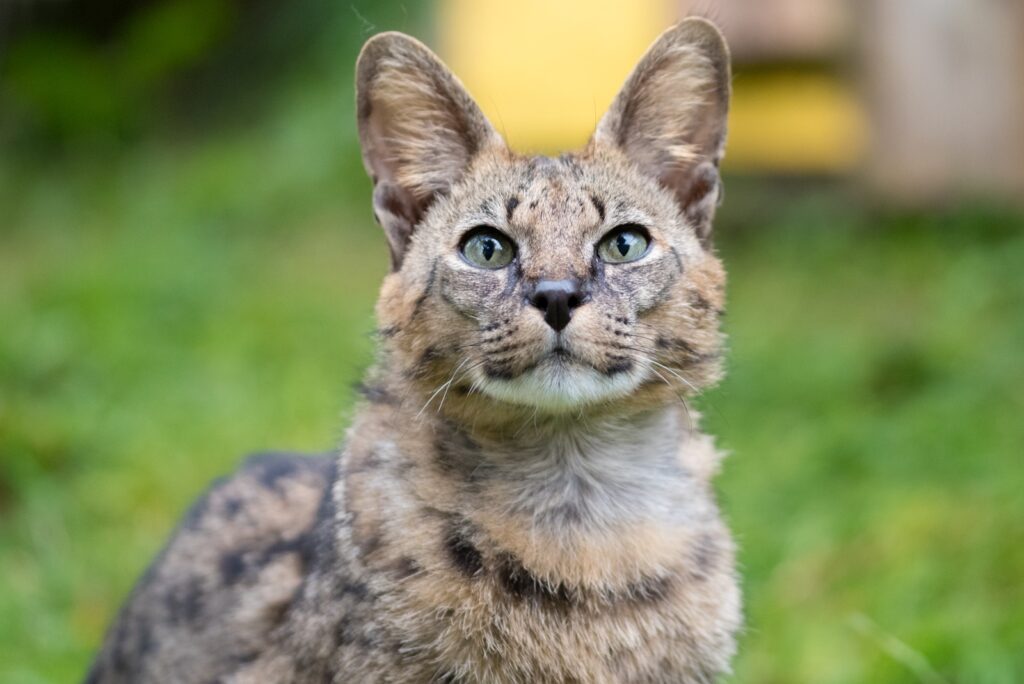 Lucy Savannah Cat