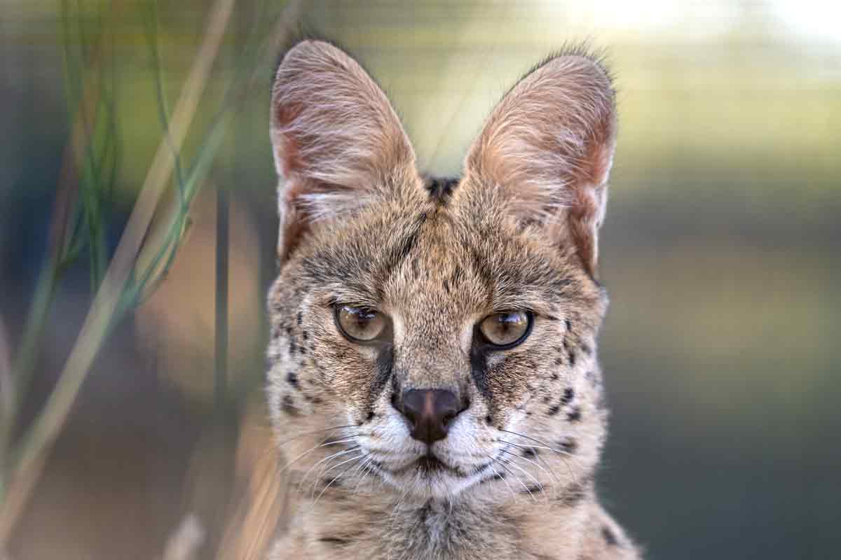Luna WildCat Ridge Sanctuary