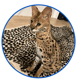 Nala – The heartbreaking story of a pet serval