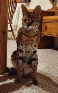 Nala pet serval in the Livingroom