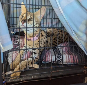 Nala pet serval in her transport cage