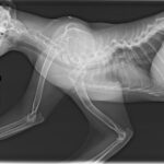 Serval X-rays