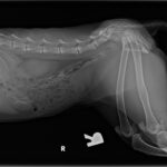 Nala pet serval X-rays