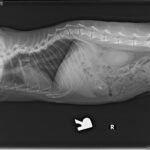 Nala serval X-rays