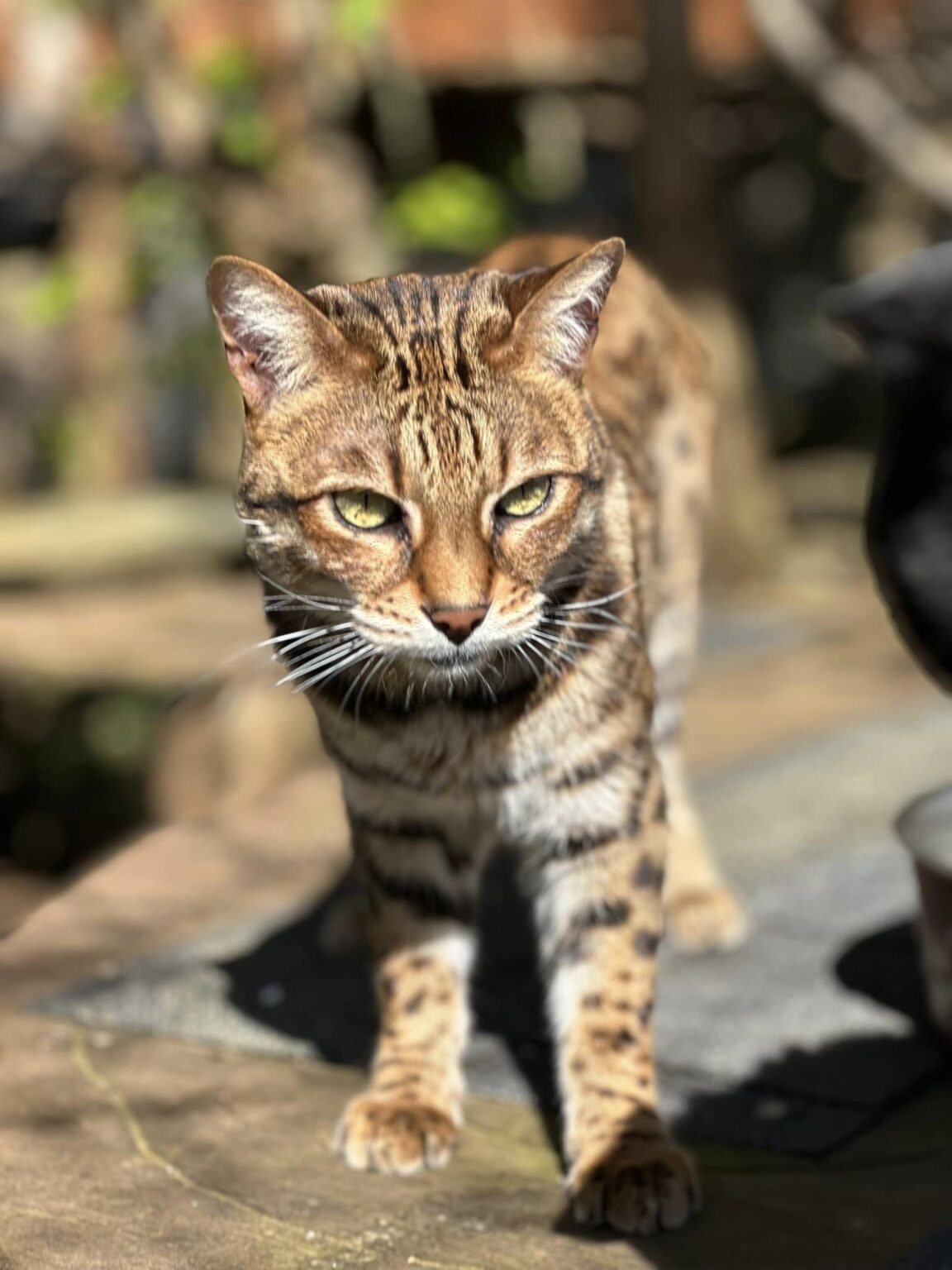 Niklaus - WildCat Ridge Sanctuary