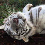 Happy Nora! White tiger at WildCat Ridge Sanctuary