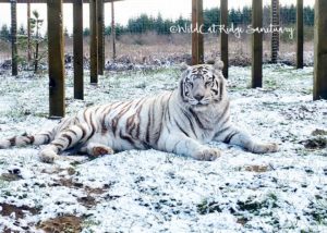 Nora, a white tiger