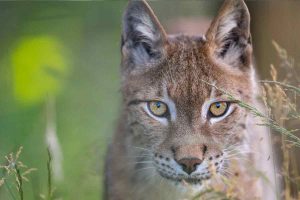 Oliver Eurasian Lynx WildCat Ridge Sanctuary