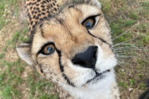 Oshana Cheetah WildCat Ridge Sanctuary