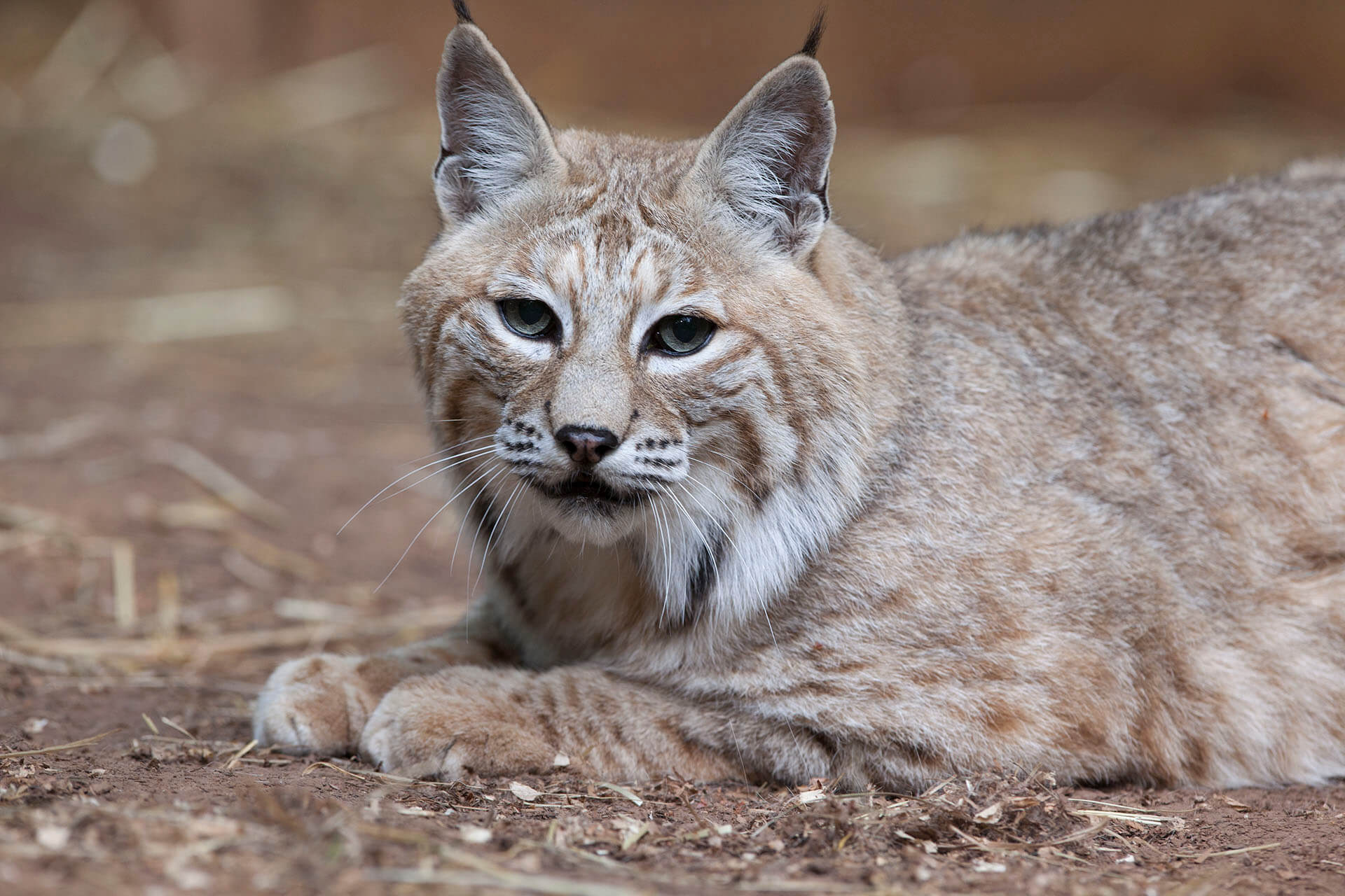 Simba Bobcat (2018)