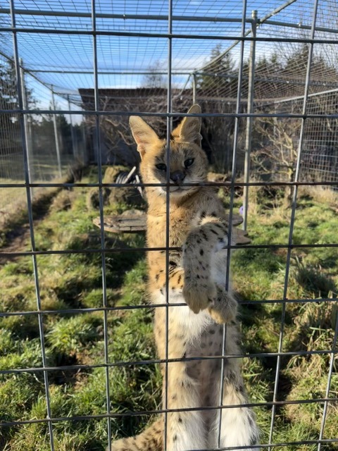 Suri Serval WildCat Ridge Sanctuary