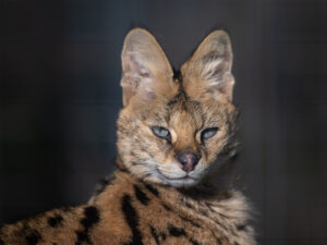Suri Serval WildCat Ridge Sanctuary