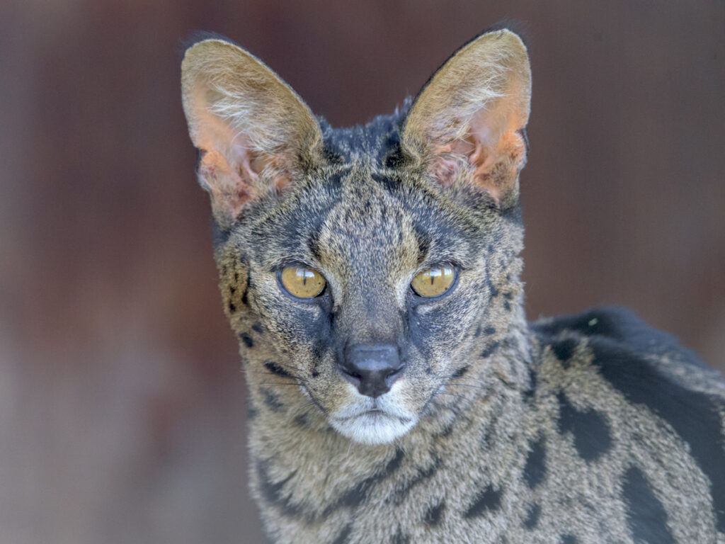 taji savannah cat