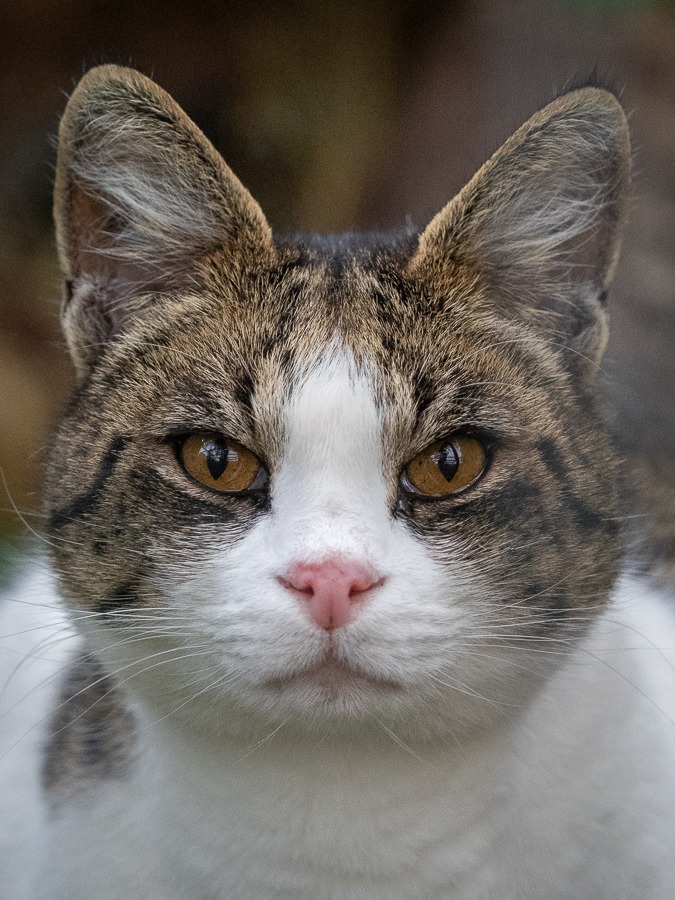 Hybrids - WildCat Ridge Sanctuary