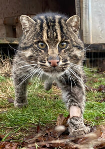Meet our Fishing Cat