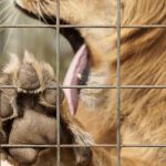 Liger Zach's Huge Paw