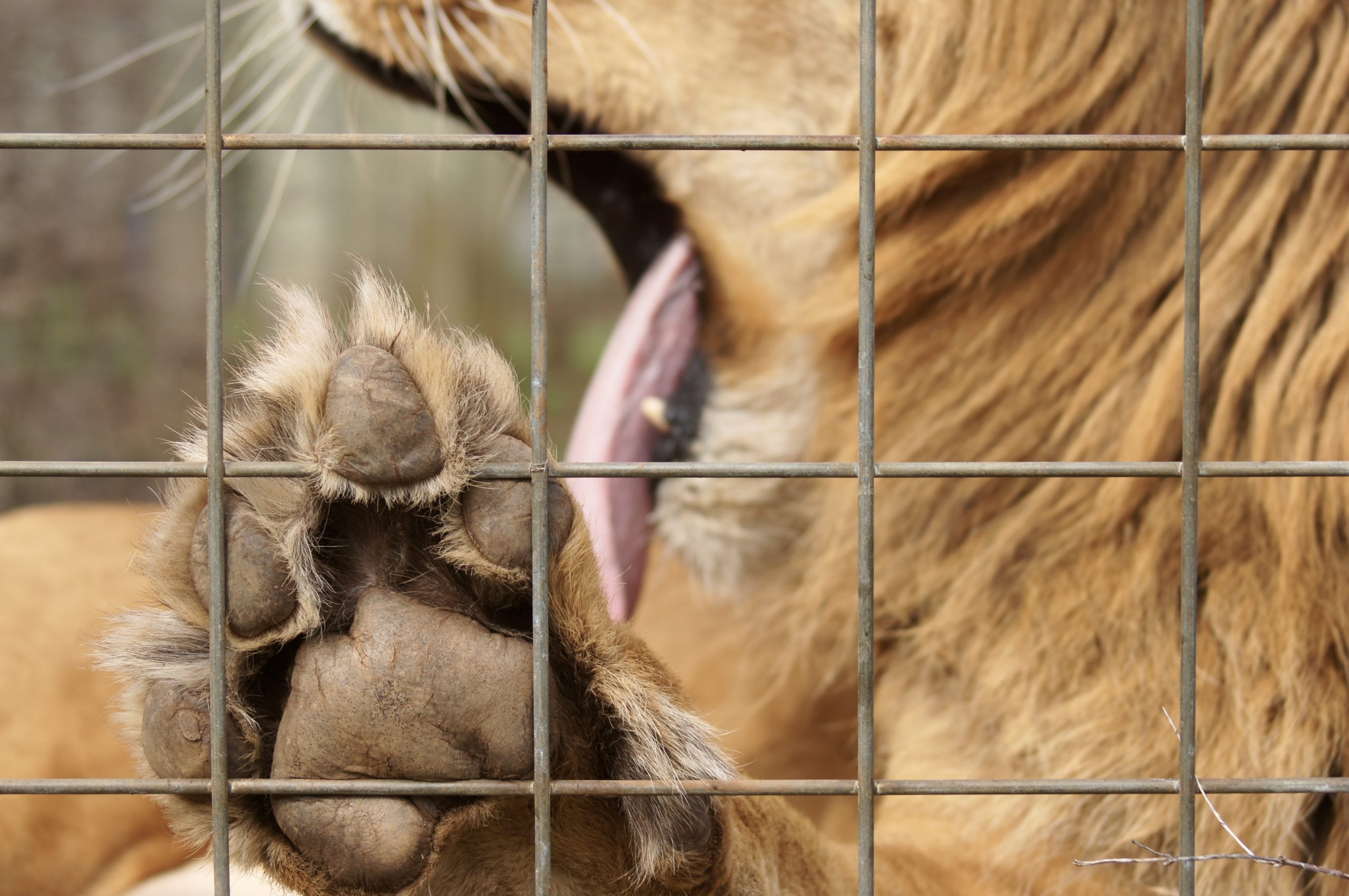 The Big Cat Public Safety Act Protects Big Cats and Cubs. Now It’s in Danger.