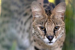 Zane Serval WildCat Ridge Sanctuary